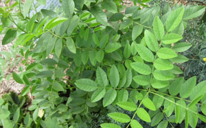plant-of-mulethi