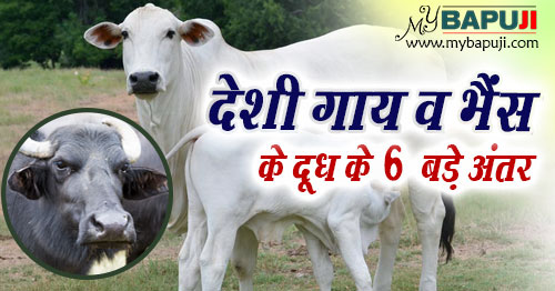 difference between cow milk and buffalo milk