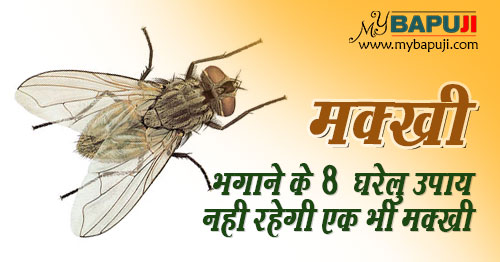 मक्खी भगाने के 8 घरेलु उपाय |नही रहेगी एक भी मक्खी | Makkhi Bhagane ke Upay