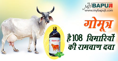 गोमूत्र है 108 बिमारियों की रामबाण दवा | Benefits Of Cow Urine(Gomutra Ark)