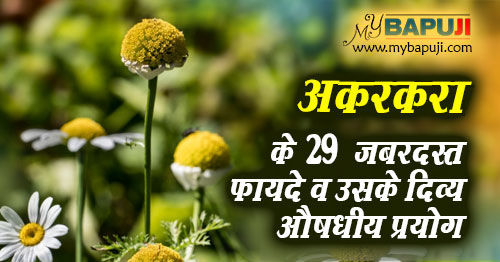 अकरकरा के 29 जबरदस्त फायदे व उसके दिव्य औषधीय प्रयोग | Akarkara Benefits in Hindi