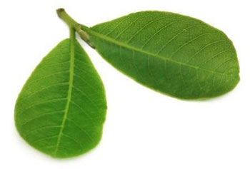 arjun leaves