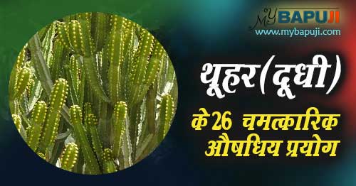 थूहर के 26 चमत्कारिक फायदे व औषधिय उपयोग | Thuhar (Dudhi) ke Fayde aur Nuksan in Hindi