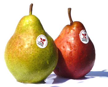 Naspati ke Fayde Gun in Hindi Benefits Of Pears