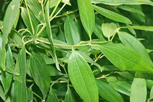 Benefits Of Bay Leaves in hindi
