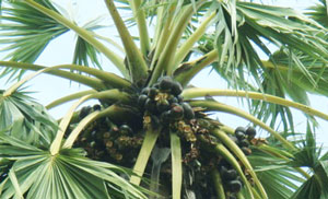 Health Benefits of Palm Fruit in hindi