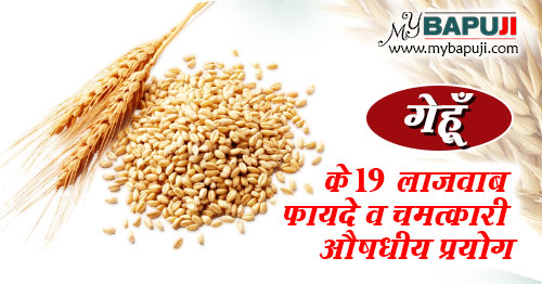 गेहूँ के स्वास्थ्यवर्धक लाभ - Wheat Benefits in Hindi