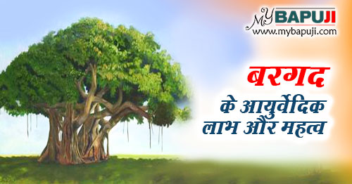बरगद पेड़ के फायदे, औषधीय गुण, उपयोग और महत्व | Bargad Ped Ka Mahatva