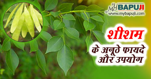 शीशम के 26 कमाल के फायदे, औषधीय गुण और उपयोग - Sheesham Benefits In Hindi