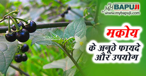 मकोय के अनूठे फायदे ,औषधीय गुण और उपयोग | Makoy Benefits In Hindi