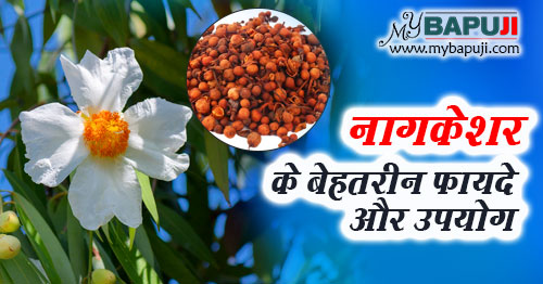 नागकेशर के फायदे, गुण, उपयोग और नुकसान - Nagkesar ke Fayde aur Nuksan Hindi mein