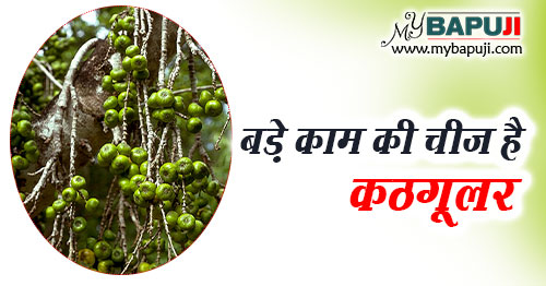 कठगूलर (कठूमर) के लाभ उपयोग गुण और दुष्प्रभाव | Ficus hispida (Hairy Fig) Benefits & Side Effects in Hindi