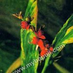 कुमायूं की उपयोगी औषधीय वनस्पतियाँ | MEDICINAL PLANTS AND TREES OF KUMAON