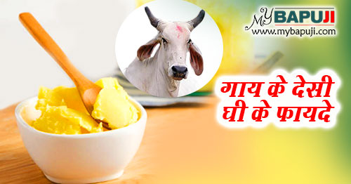 गाय के देसी शुद्ध घी के फायदे और नुकसान | Cow Ghee Benefits and Side Effects in Hindi