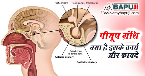 पीयूष ग्रंथि क्या है इसके कार्य और फायदे - Pituitary Gland in Hindi
