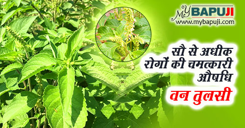 वन तुलसी (जंगली तुलसी) के औषधीय गुण और फायदे – Van Tulsi in Hindi