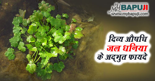 दिव्य औषधि जल धनिया के फायदे और नुकसान – Jal Dhaniya in Hindi