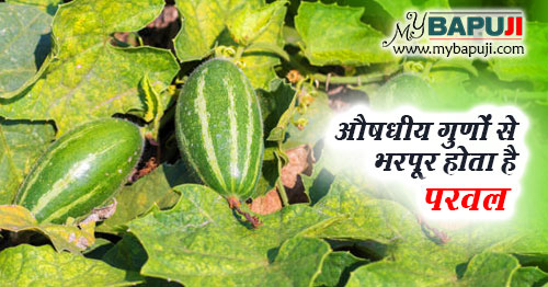 परवल के औषधीय उपयोग और लाभ – Pointed gourd in Hindi