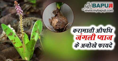 करामाती औषधि जंगली प्याज के अनोखे फायदे -  Jangli Pyaz in Hindi