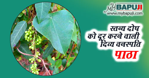 दिव्य वनस्पति पाठा के अनोखे फायदे – Patha in Hindi