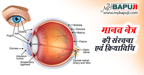 मानव नेत्र की संरचना और इसकी क्रियाविधि - Human Eye Structure and Function in Hindi
