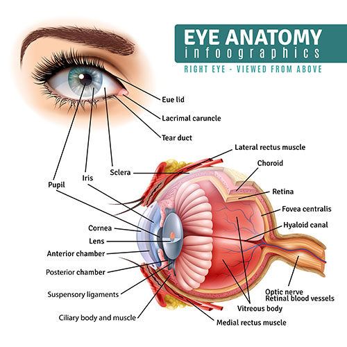 structure of human eye in hindi