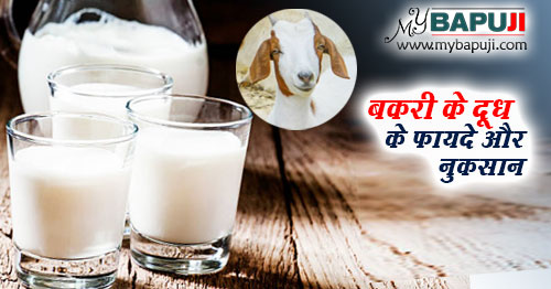 बकरी के दूध के फायदे और नुकसान - Bakri ke Dudh ke Fayde aur Nuksan in Gindi
