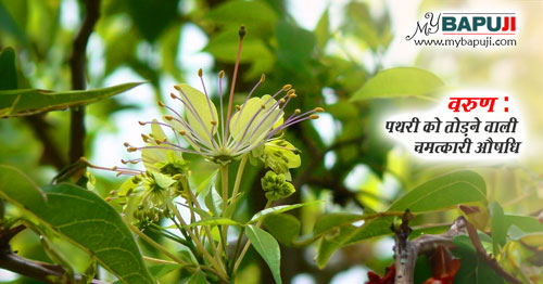 varuna herb fayde use upyog dose nuksan in Hindi