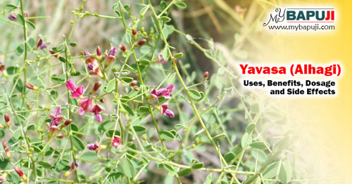Yavasa (Alhagi) Uses Benefits Dosage and Side Effects
