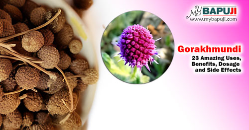 Gorakhmundi Uses Benefits Dosage and Side Effects