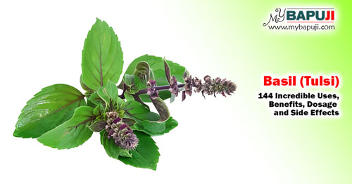 Basil (Tulsi) 144 Incredible Uses Benefits Dosage and Side Effects