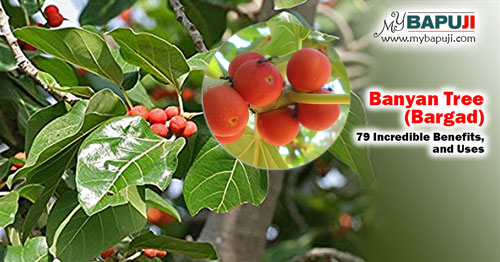Banyan Tree (Bargad) 79 Incredible Uses Benefits and Side Effects