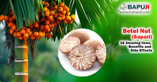 Betel Nut (Supari) 16 Amazing Uses Benefits and Side Effects