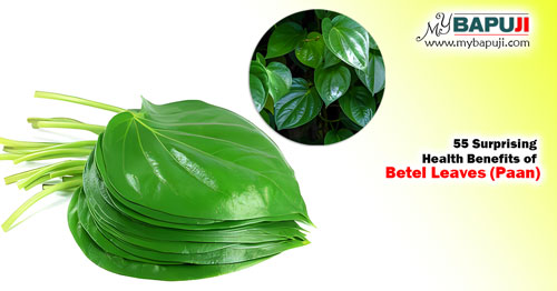 55 Surprising Health Benefits of Betel Leaves (Paan)