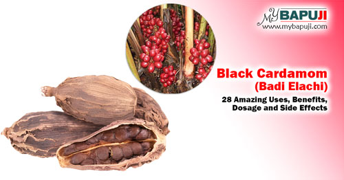 Black Cardamom (Badi Elachi) 28 Amazing Uses, Benefits, Dosage and Side Effects