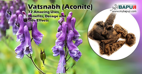 Vatsnabh (Aconite) 12 Amazing Uses Benefits Dosage and Side Effects