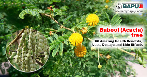 Babool tree Uses Benefits Dosage and Side Effects