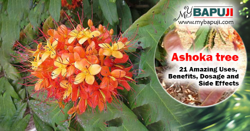 Ashoka tree 21 Amazing Uses Benefits Dosage and Side Effects