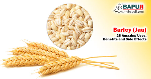 Barley (Jau) 28 Amazing Uses Benefits and Side Effects