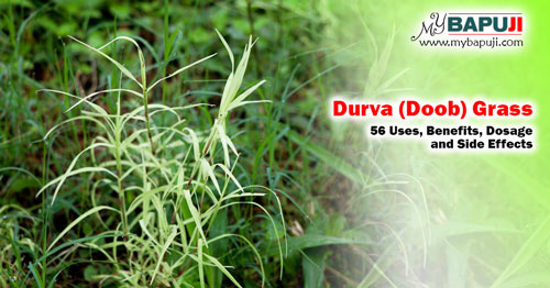 Durva (Doob) Grass 56 Uses Benefits Dosage and Side Effects