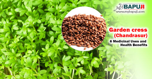 Garden cress (Chandrasur) 6 Medicinal Uses and Health Benefits