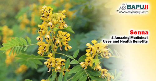 Senna 8 Amazing Medicinal Uses and Health Benefits