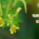 Top 13 Health Benefits of Hurhur (cleome viscosa)