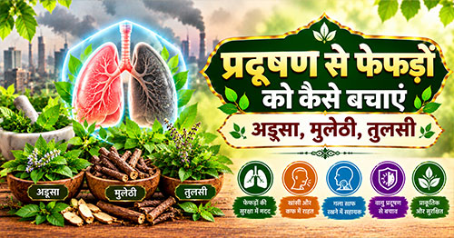 प्रदूषण से फेफड़ों को कैसे बचाएं: अडूसा, मुलेठी, तुलसी