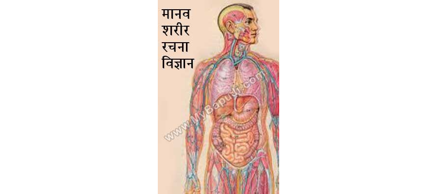 मानव शरीर रचना विज्ञान - Manav Sharir Rachna Vigyan